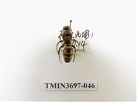 藏品(膜翅目(蜂))的圖片